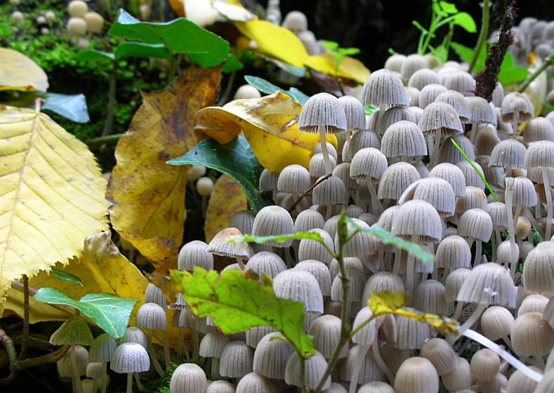 Psathyrella disseminata?
